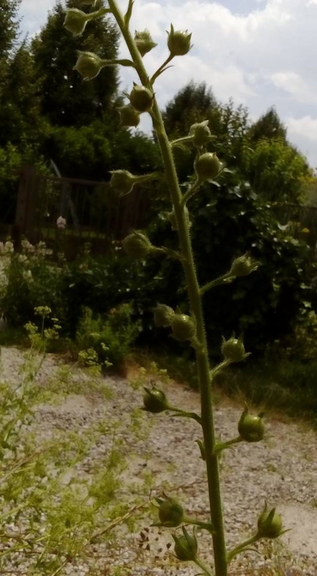 Verbascum blattaria